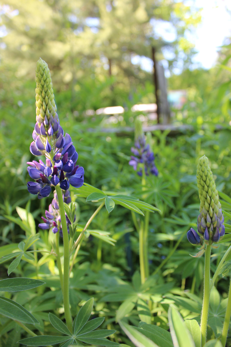 Wild lupine